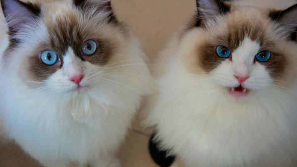 Frau lässt ihre tote Katze klonen – zwei Mal.