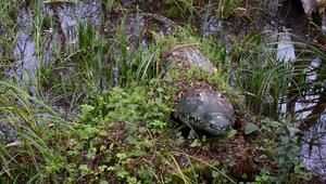  Plastik-Krokodil im Tümpel