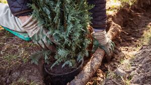 Blaue Scheinzypresse wird eingepflanzt