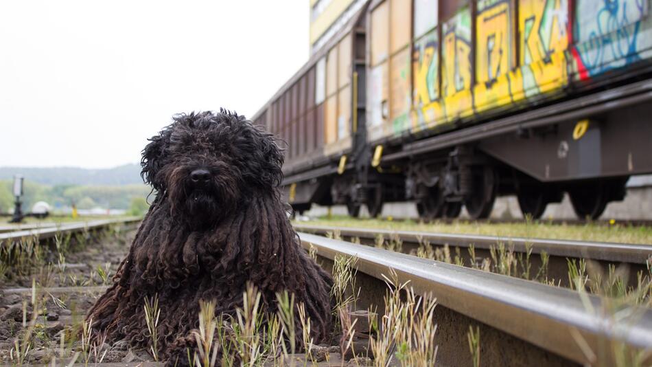 Ein Bahnmitarbeiter rettete den Hund.