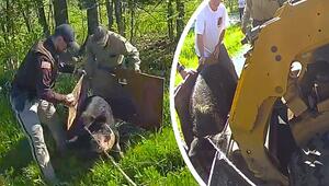 Schweres Gerät: Polizisten fangen Schwein mit Bulldozer ein