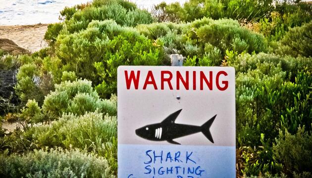 Teenager in Australien von Hai attackiert