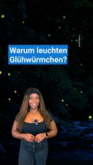 Warum leuchten Glühwürmchen?