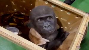 Gerettet am Flughafen: Baby-Gorilla im Paket entdeckt