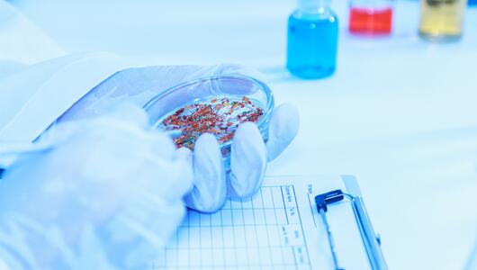 Hirnorganoide, Wissenschaft, Medizin