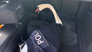 Schwan im Polizeiauto