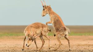 Saiga-Antilopen