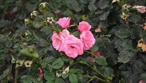 Rose, Garten