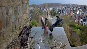 Attacke auf Kirchdach: Wanderfalke verteidigt Eier gegen Nilgänse