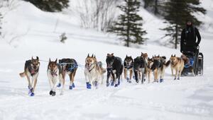 Iditarod-Schlittenhunderennen