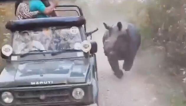 Schock bei Safari-Tour: Nashorn geht auf Touristen los