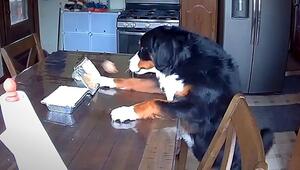 Clever katapultiert: Berner Sennenhund angelt sich Süßigkeit mit der Pfote