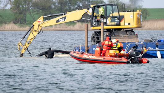 Weitere Entwicklung zum Buckelwal in der Ostsee
