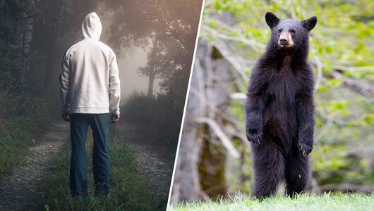 Bildmontage: Mann und Bär im Wald