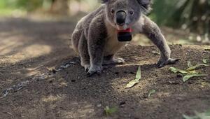 Koalas
