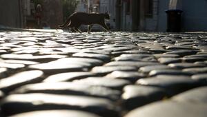 Katze