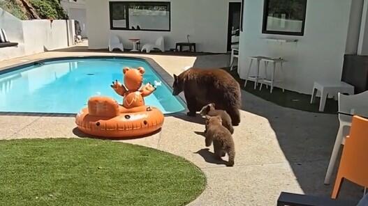 Bärenfamilie am Pool