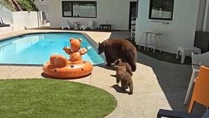 Bärenfamilie am Pool