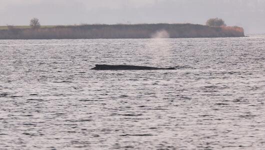 Buckelwal sitzt weiterhin vor Insel Poel fest