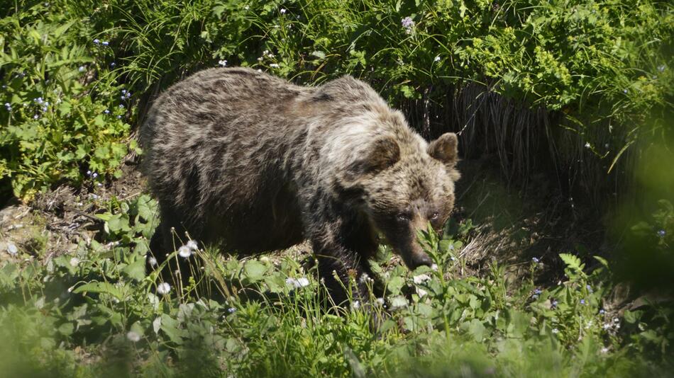 Braunbär in der Slowakei