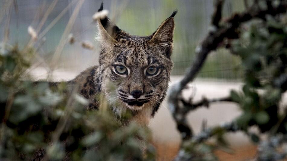 Der Pardelluchs auf der Liste für bedrohte Tiere