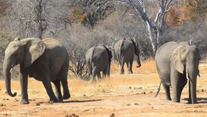 Nationalpark in Simbabwe