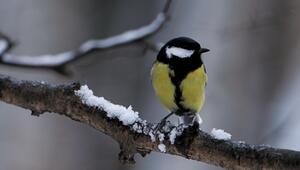 KORREKTUR_"Stunde der Wintervögel": Ein Blick auf die heimische Vogelwelt