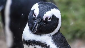 Brillenpinguin