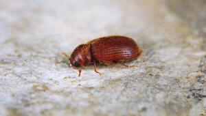 Brotkäfer (Stegobium paniceum)