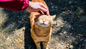 Eine Person fasst einer orangenen Katze an den Kopf.