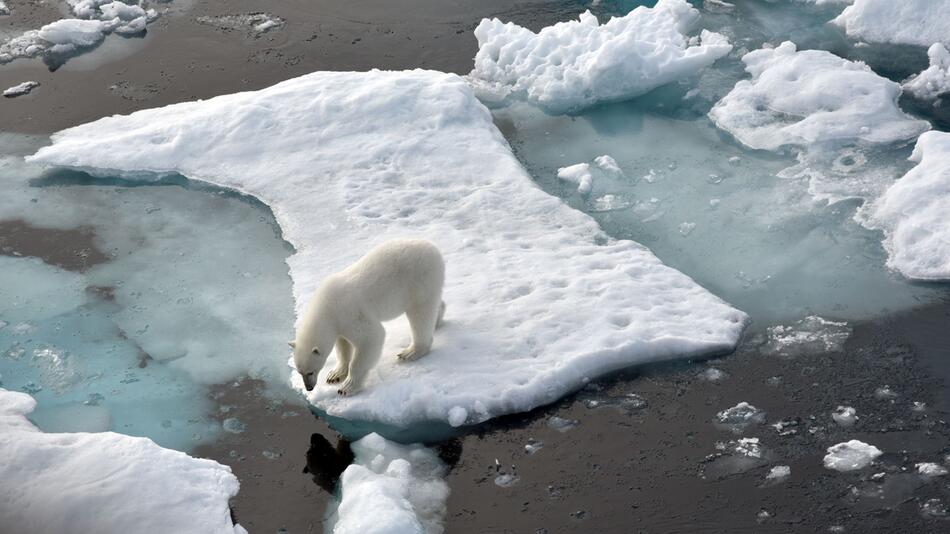 Eisbär auf einer Eisscholle