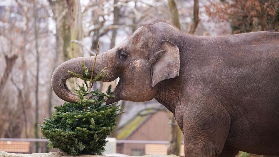 Weihnachtsbaum-Fütterung im Zoo Berlin