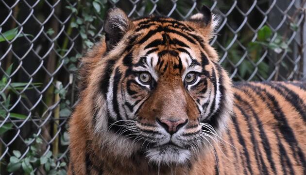 Sumatra-Tiger