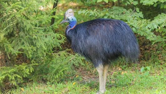 Helmkasuar