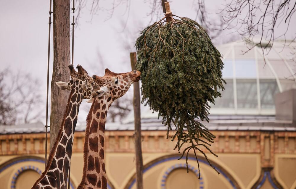 Weihnachtsbaum-Fütterung im Zoo Berlin