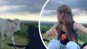 Tierischer Social-Media-Profi: Kuh verscheucht junge Frau von Campingstuhl