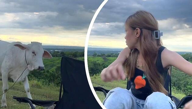Tierischer Social-Media-Profi: Kuh verscheucht junge Frau von Campingstuhl