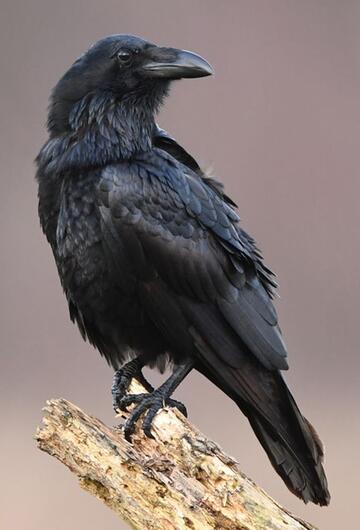 Vogelkunde, Krähe, Rabe, Schwalbe, verwechseln, ähnlich, Unterschiede, heimisch, Merkmale