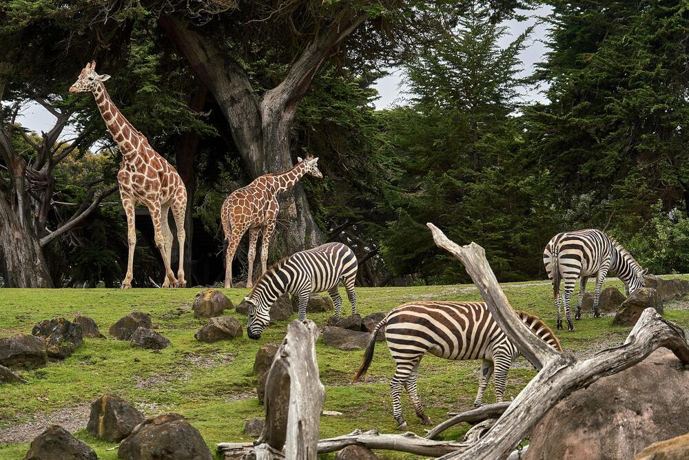 Mehrheit der Deutschen befürworten Zoos.