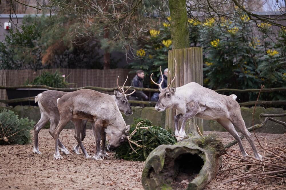 Weihnachtsbaum-Fütterung im Zoo Berlin