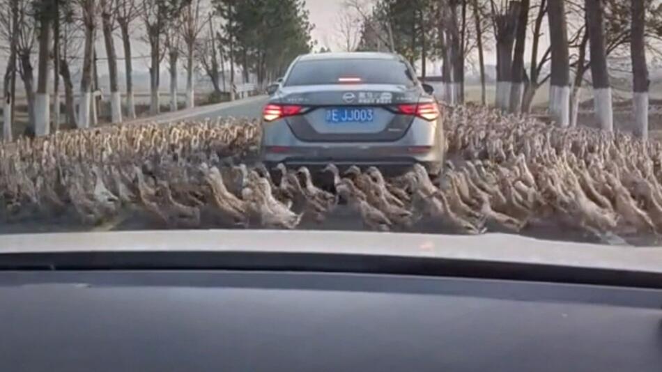 Enten umzingeln Auto