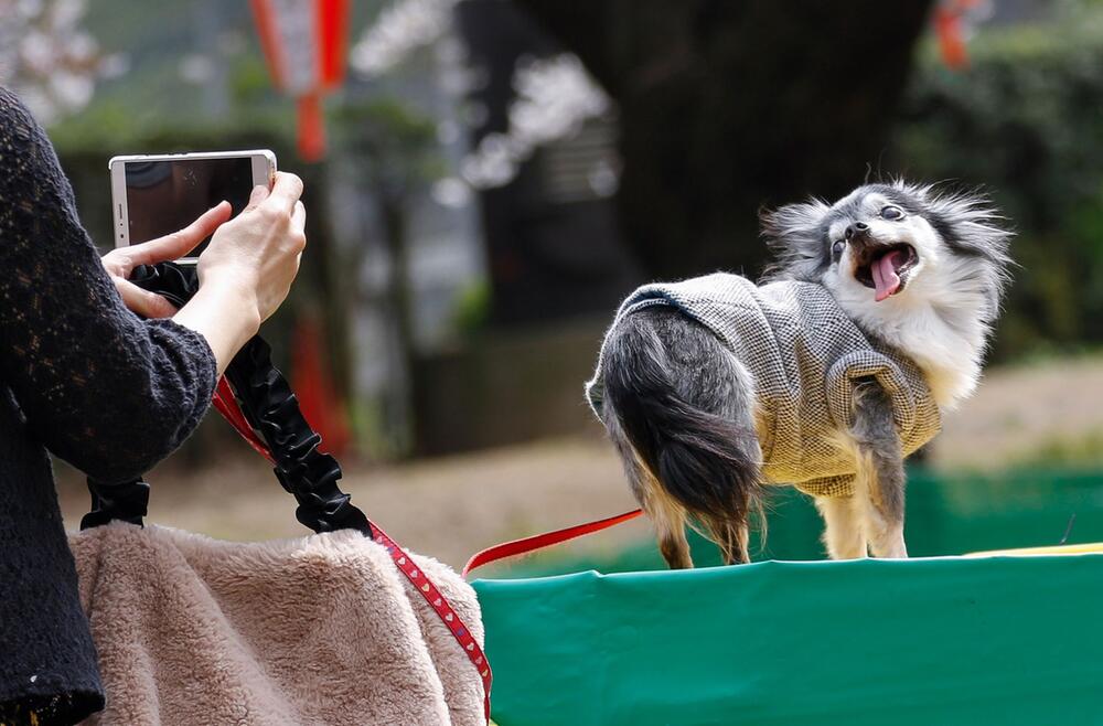 Eine Frau macht mit dem Smartphone Bilder von einem Hund