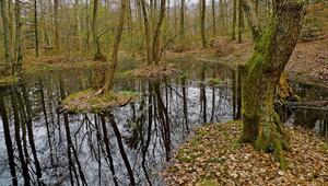 Hobby-Sucher finden mehr als 2000 Jahre alte Münzen