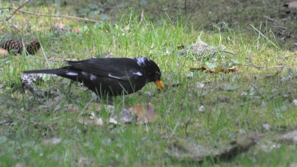 Leuzistische Amsel