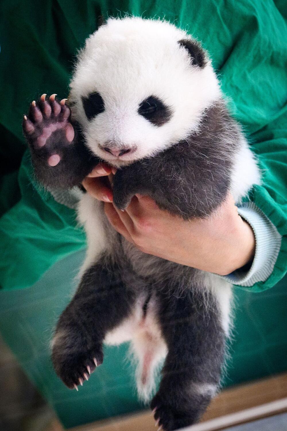 Panda-Nachwuchs im Zoo Berlin