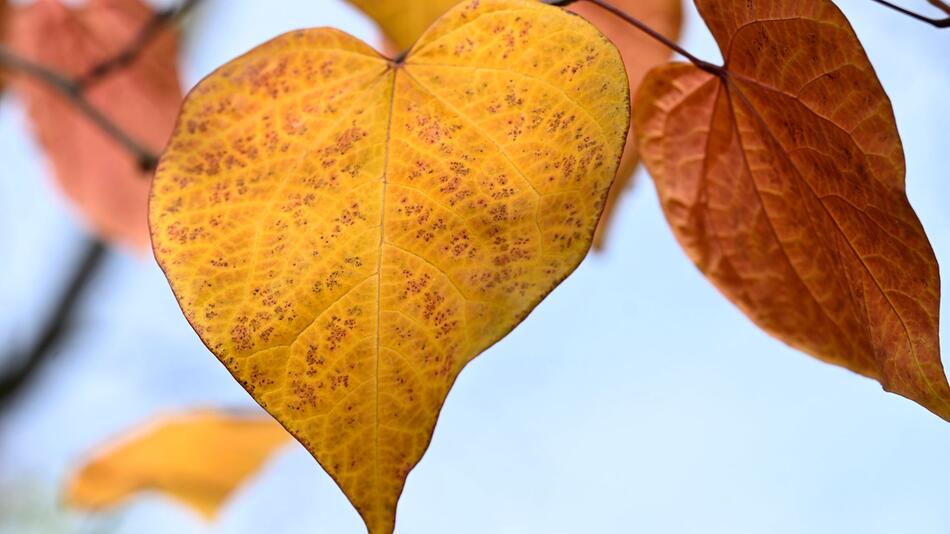 Herbstliches Herzblatt