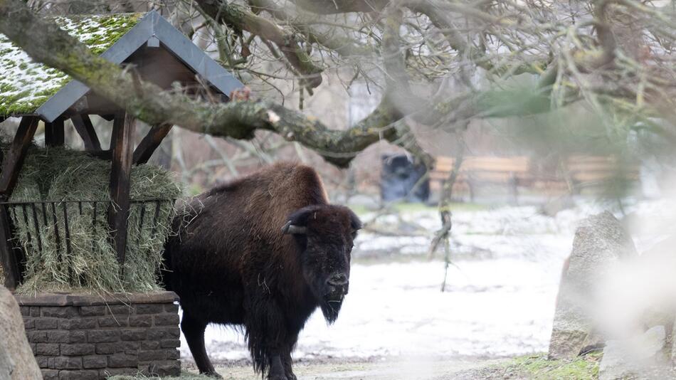 Maul- und Klauenseuche in Brandenburg - Tierpark Berlin