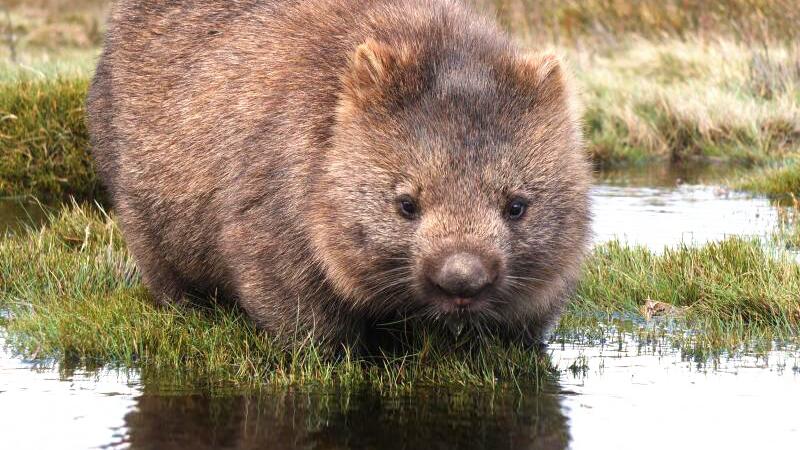 Wombat am Wasser