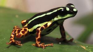 Pfeilgiftfrosch Ranitomeya aquamarina