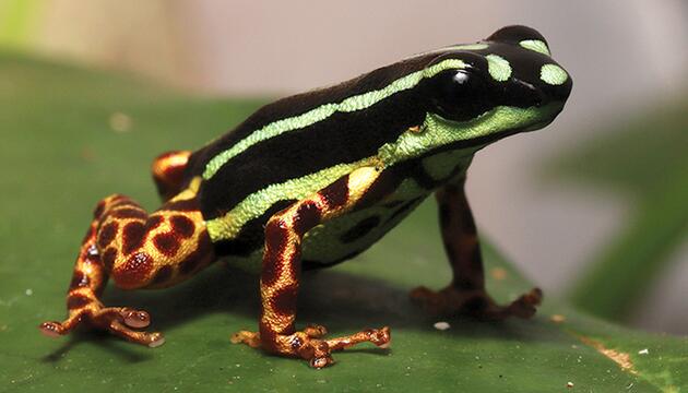 Pfeilgiftfrosch Ranitomeya aquamarina